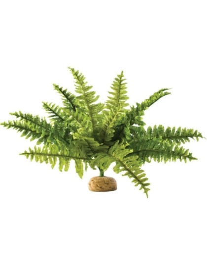 Exo Terra Boston Fern Terrarium Plant - Medium - 1 count