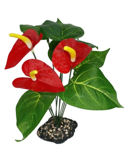 Komodo Anthurium Bush Plant with Gravel Base - 1 count