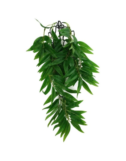 Komodo Bamboo Hanging Vine Terrarium Plant - Small - 1 count