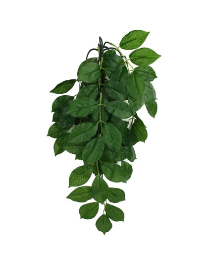 Komodo Grean Leaf Hanging Vine Terrarium Plant - Small - 1 count