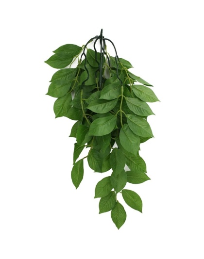 Komodo Grean Leaf Hanging Vine Terrarium Plant - Large - 1 count