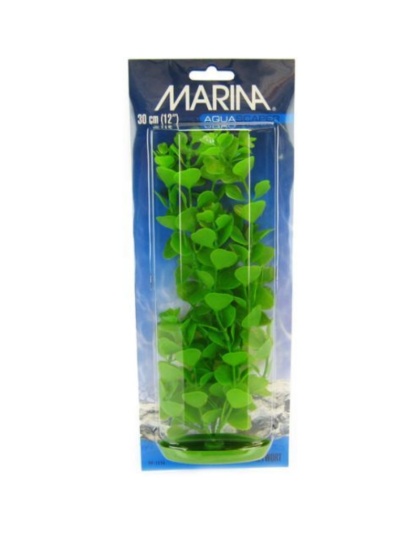 Marina Aquascaper Moneywort Plant - 12" Tall